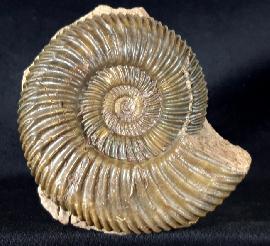 Ammoniten - Deutschland - Parkinsonia parkinsoni (SOWERBY 1821)